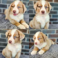Red Merle male, a male Miniature Australian Shepherd for sale in Jacksonville, FL – 4 of 9