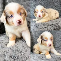 Red Merle male, a male Miniature Australian Shepherd for sale in Jacksonville, FL – 2 of 2