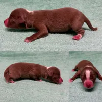 Toy Red tri male, a male Toy Australian Shepherd for sale in Jacksonville, FL – 2 of 2