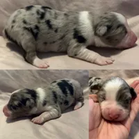 Blue Merle male, a male Miniature Australian Shepherd for sale in Jacksonville, FL – 2 of 2