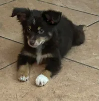 Red tri male, a male Miniature Australian Shepherd for sale in Jacksonville, FL – 2 of 8