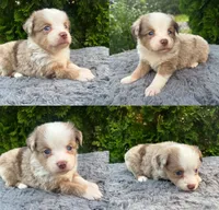 Red Merle female, a female Miniature Australian Shepherd for sale in Jacksonville, FL – 2 of 2