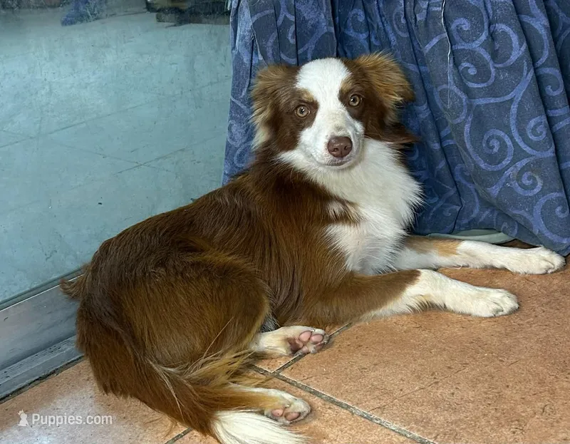 Red tri male – Miniature Australian Shepherd puppy for sale in Jacksonville, FL
