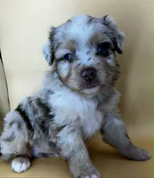 Red Merle male, a male Miniature Australian Shepherd for sale in Jacksonville, FL – 1 of 2