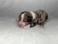Female red merle, a female Miniature Aussiedoodle for sale in Jacksonville, FL – 1 of 2