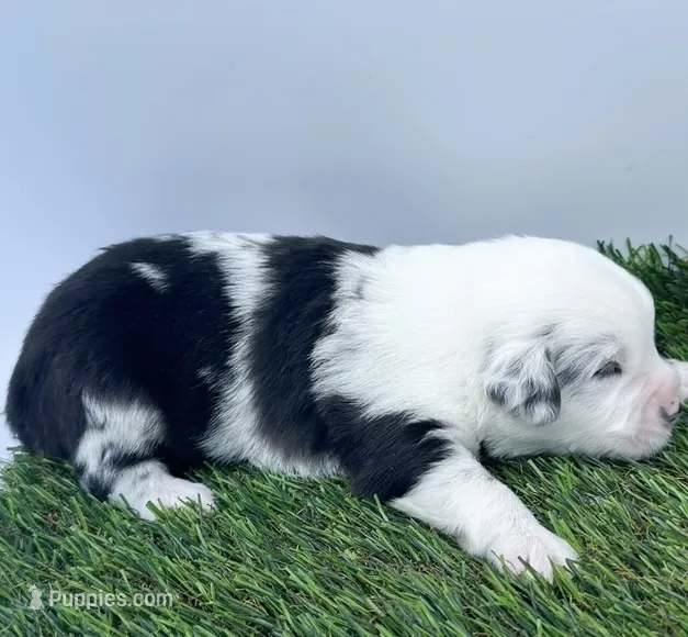 Blue Merle male – Miniature Australian Shepherd puppy for sale in Jacksonville, FL