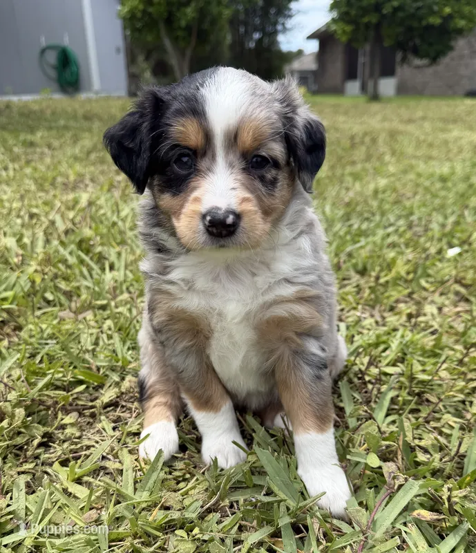 Blue Merle female  – Miniature Australian Shepherd puppy for sale in Jacksonville, FL