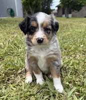 Blue Merle female , a female Miniature Australian Shepherd for sale in Jacksonville, FL – 1 of 2