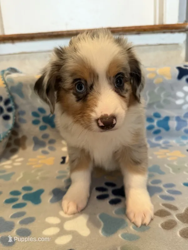 Blue Merle male – Miniature Australian Shepherd puppy for sale in Jacksonville, FL