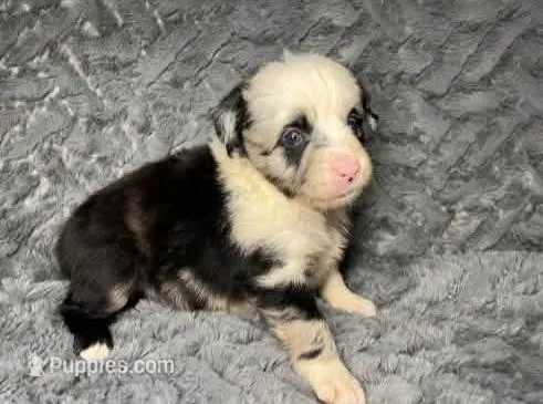 Blue Merle male – Miniature Australian Shepherd puppy for sale in Jacksonville, FL