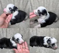 Blue Merle male, a male Miniature Australian Shepherd for sale in Jacksonville, FL – Photo 2 of 2