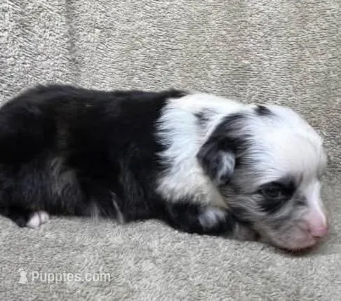 Blue Merle male – Miniature Australian Shepherd puppy for sale in Jacksonville, FL