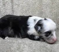 Blue Merle male, a male Miniature Australian Shepherd for sale in Jacksonville, FL – Photo 1 of 2