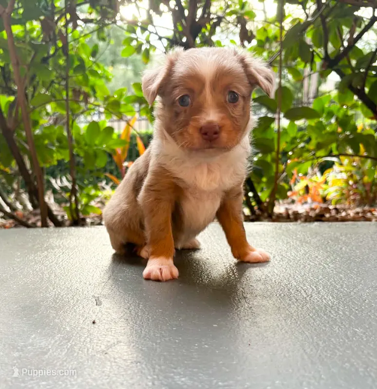 Toy Red Merle male – Toy Australian Shepherd puppy for sale in Jacksonville, FL