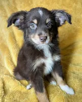 Red tri male, a male Miniature Australian Shepherd for sale in Jacksonville, FL – 3 of 8