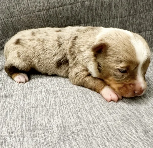 Toy Red Merle male – Toy Australian Shepherd puppy for sale in Jacksonville, FL