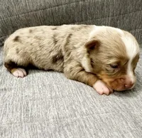 Toy Red Merle male, a male Toy Australian Shepherd for sale in Jacksonville, FL – 1 of 6