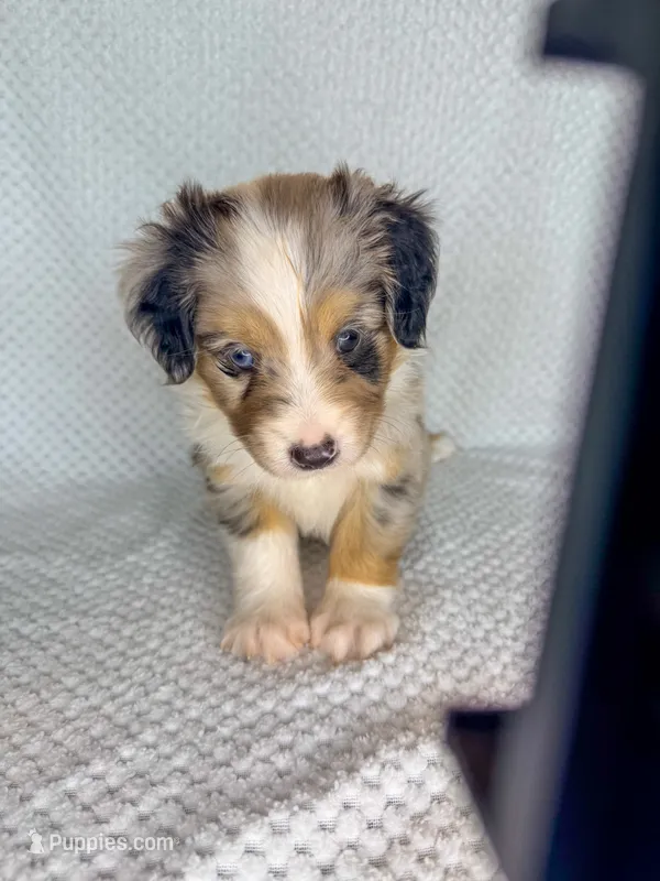 Blue Merle male – Miniature Australian Shepherd puppy for sale in Jacksonville, FL