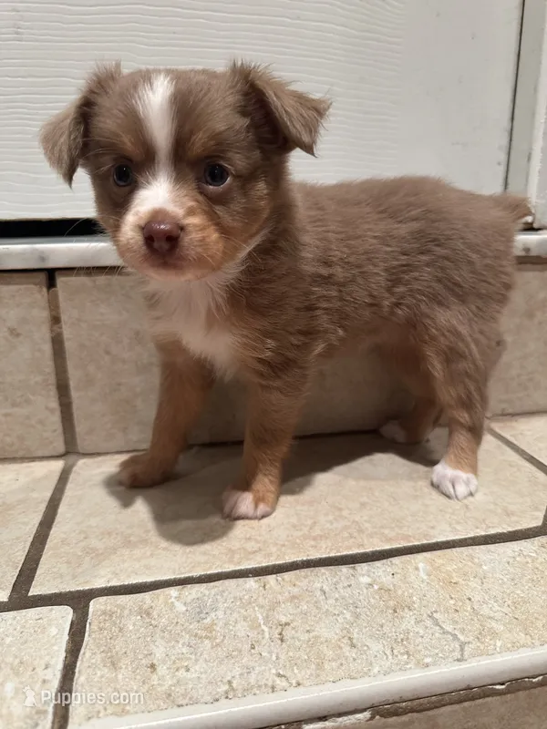 Toy Red tri female – Toy Australian Shepherd puppy for sale in Jacksonville, FL