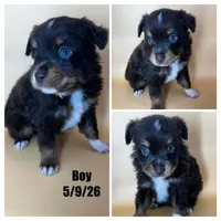 Red tri male, a male Miniature Australian Shepherd for sale in Jacksonville, FL – 2 of 2