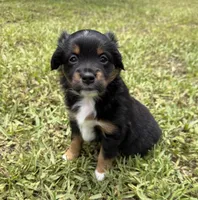 Black tri female , a female Miniature Australian Shepherd for sale in Jacksonville, FL – 2 of 2