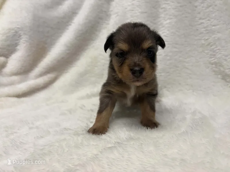 Blue Merle female  – Toy Australian Shepherd puppy for sale in Jacksonville, FL