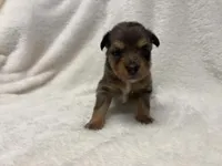 Blue Merle female , a female Toy Australian Shepherd for sale in Jacksonville, FL – 1 of 2