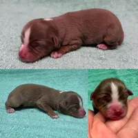 Toy Red tri female, a female Toy Australian Shepherd for sale in Jacksonville, FL – 4 of 4