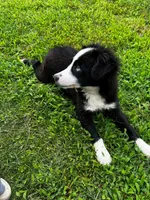 Black bi male, a male Miniature Australian Shepherd for sale in Jacksonville, FL – 2 of 8