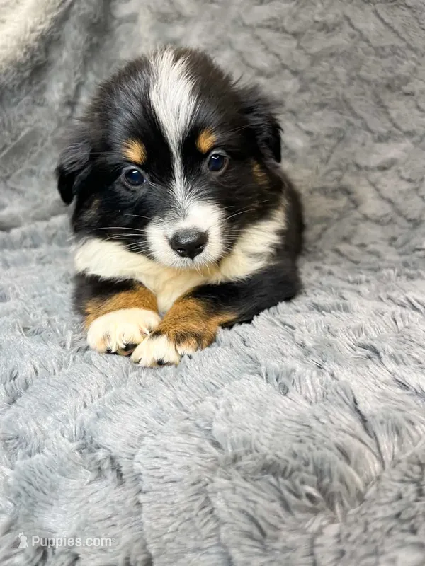 Black tri female  – Miniature Australian Shepherd puppy for sale in Jacksonville, FL