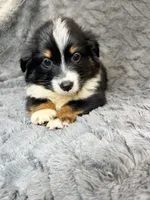 Black tri female , a female Miniature Australian Shepherd for sale in Jacksonville, FL – 1 of 2
