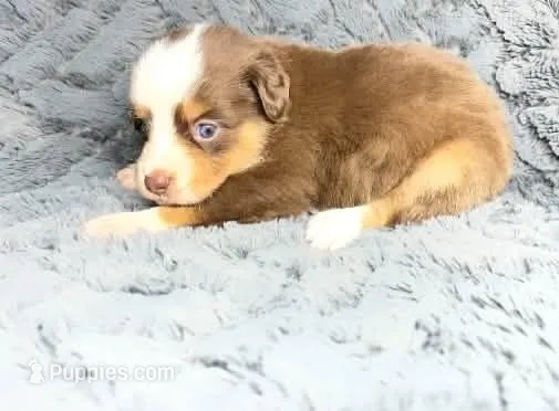 Red tri female  – Miniature Australian Shepherd puppy for sale in Jacksonville, FL
