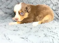 Red tri female , a female Miniature Australian Shepherd for sale in Jacksonville, FL – 1 of 2