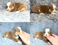 Red tri female , a female Miniature Australian Shepherd for sale in Jacksonville, FL – 2 of 2