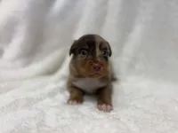 Red Merle male, a male Toy Australian Shepherd for sale in Jacksonville, FL – 1 of 2