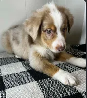 Red Merle male, a male Miniature Australian Shepherd for sale in Jacksonville, FL – 2 of 9