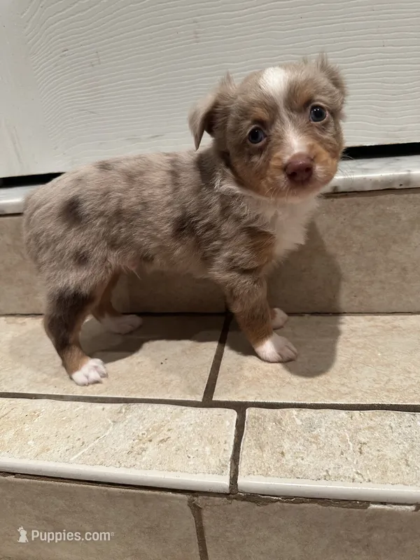 Toy Red Merle male – Toy Australian Shepherd puppy for sale in Jacksonville, FL