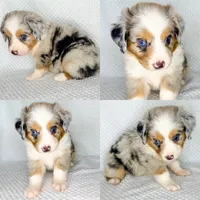 Blue Merle male, a male Miniature Australian Shepherd for sale in Jacksonville, FL – 2 of 8