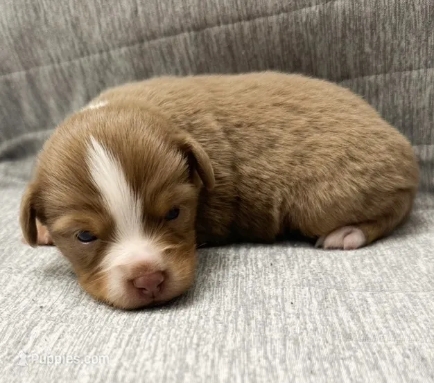 Toy Red tri female – Toy Australian Shepherd puppy for sale in Jacksonville, FL
