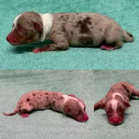 Toy Red Merle male, a male Toy Australian Shepherd for sale in Jacksonville, FL – 6 of 6