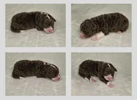 Red tri female, a female Miniature Aussiedoodle for sale in Jacksonville, FL – 2 of 2
