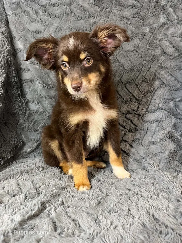 Red tri male – Miniature Australian Shepherd puppy for sale in Jacksonville, FL