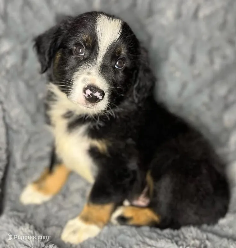Black tri male – Miniature Australian Shepherd puppy for sale in Jacksonville, FL