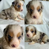 Blue Merle male, a male Miniature Australian Shepherd for sale in Jacksonville, FL – 4 of 8