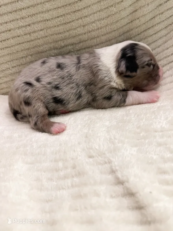 Blue Merle male – Miniature Australian Shepherd puppy for sale in Jacksonville, FL
