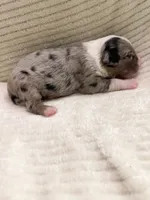 Blue Merle male, a male Miniature Australian Shepherd for sale in Jacksonville, FL – 5 of 8