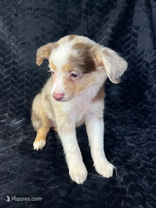 Red Merle female – Miniature Australian Shepherd puppy for sale in Jacksonville, FL