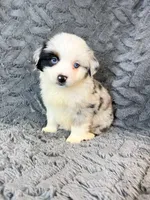 Blue Merle male , a male Miniature Australian Shepherd for sale in Jacksonville, FL – 1 of 2