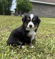 Black tri male, a male Miniature Australian Shepherd for sale in Jacksonville, FL – 2 of 2
