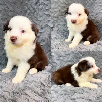 Red tri male, a male Miniature Australian Shepherd for sale in Jacksonville, FL – 2 of 2